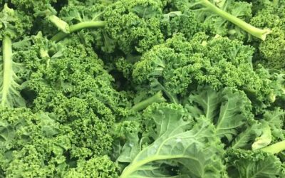 Promo chou Kale, cabas fermier, les Herbiers