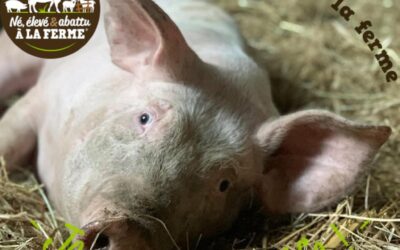 Au cochon pailleux, Colis en promotion, Chateauneuf