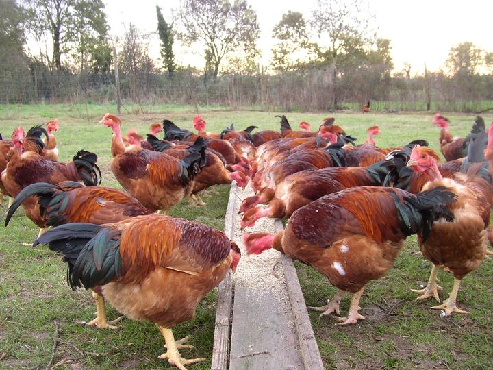 Magasin des Fermes de La Gourinière, chapons et poulardes, Treize-Septiers