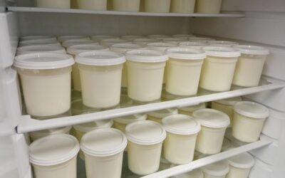 yaourts au lait de brebis pasteurisé, Longeron, Cholet