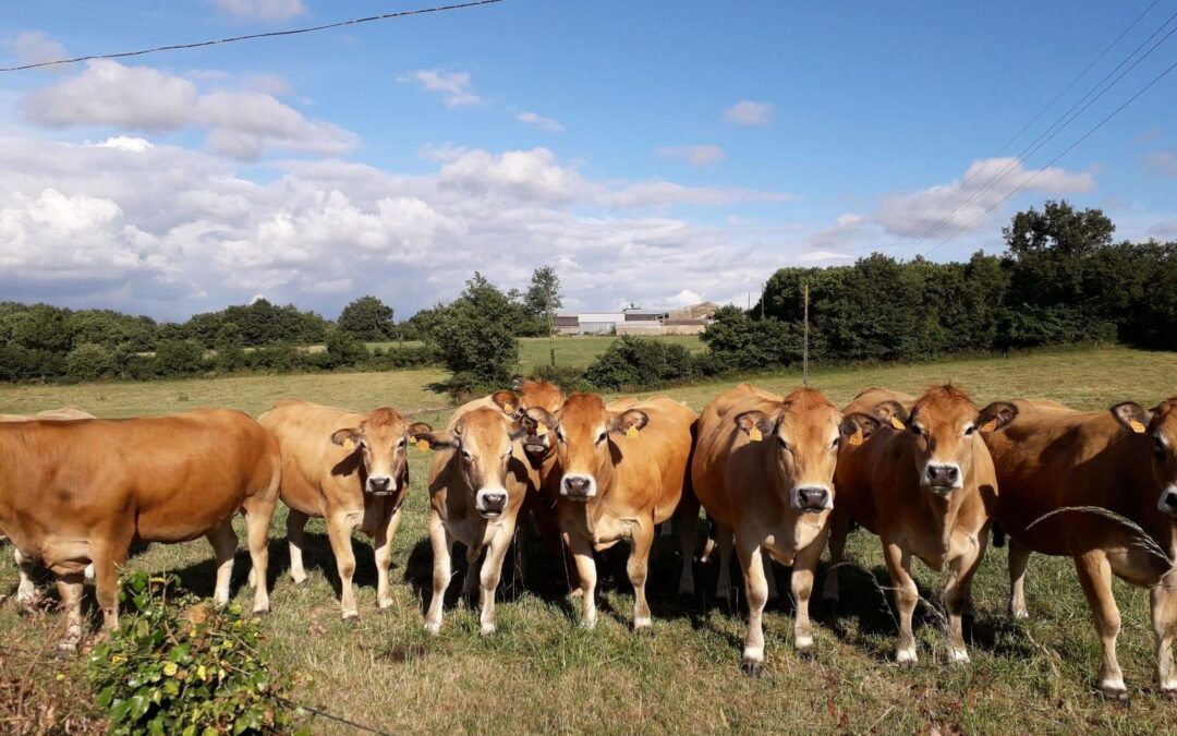 Colis Viande, Ferme Les Calimeros, Beaulieu sous La Roche