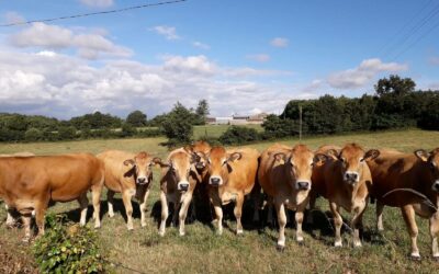 Colis Viande, Ferme Les Calimeros, Beaulieu sous La Roche