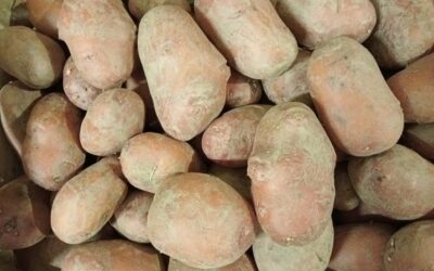 La Ferme du p’tit Pierrot, PROMO POMME DE TERRE, Challans