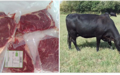 colis de boeuf angus, Challans et la Garnache
