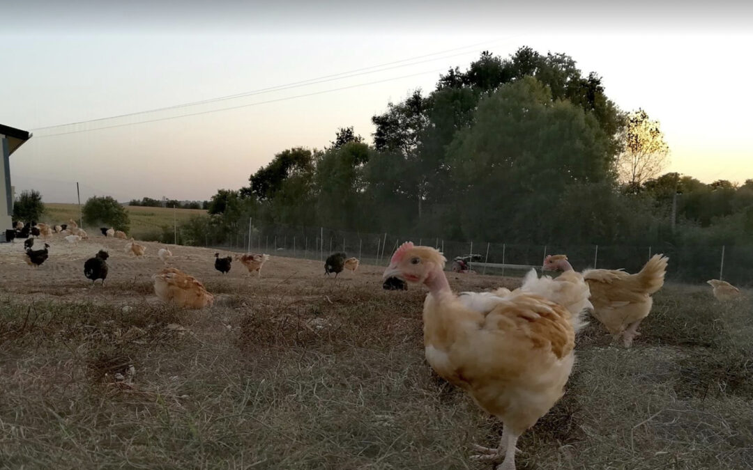 La ferme en bocage, Essarts-en-Bocage
