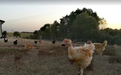 La ferme en bocage, Essarts-en-Bocage