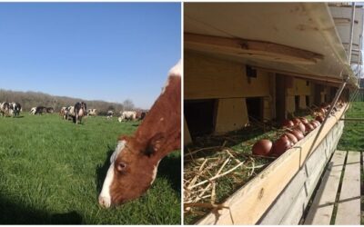 Au brin d’herbe, MARCHÉ DE PRODUCTEURS , Bournezeau