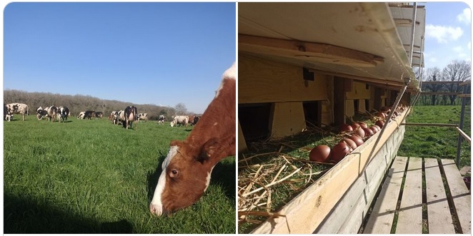 Au brin d’herbe, MARCHÉ DE PRODUCTEURS , Bournezeau