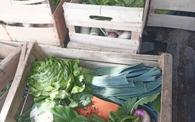 Panier de la semaine, Au Bon Maché