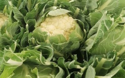 Choux, Au Panier Fermier, Fontenay le Comte