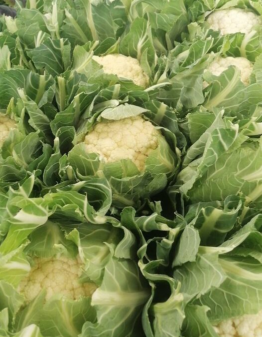 Choux, Au Panier Fermier, Fontenay le Comte