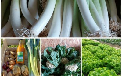 Cadeau Poireaux ! Les Jardins du Bois Joly, Les Herbiers