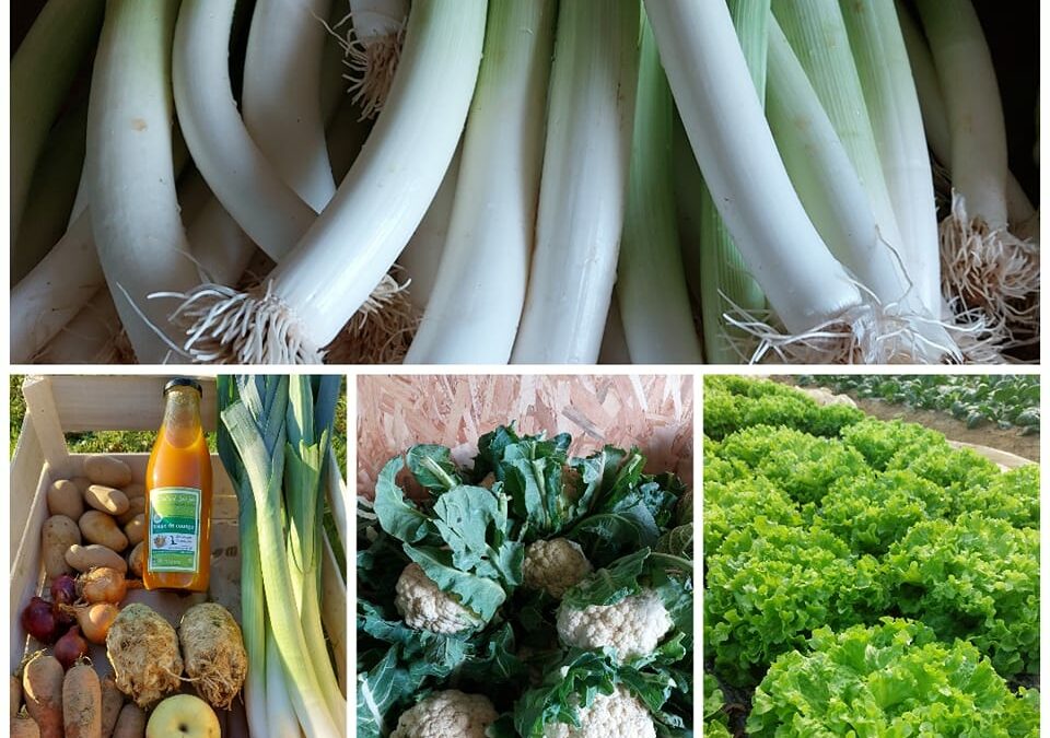 Cadeau Poireaux ! Les Jardins du Bois Joly, Les Herbiers