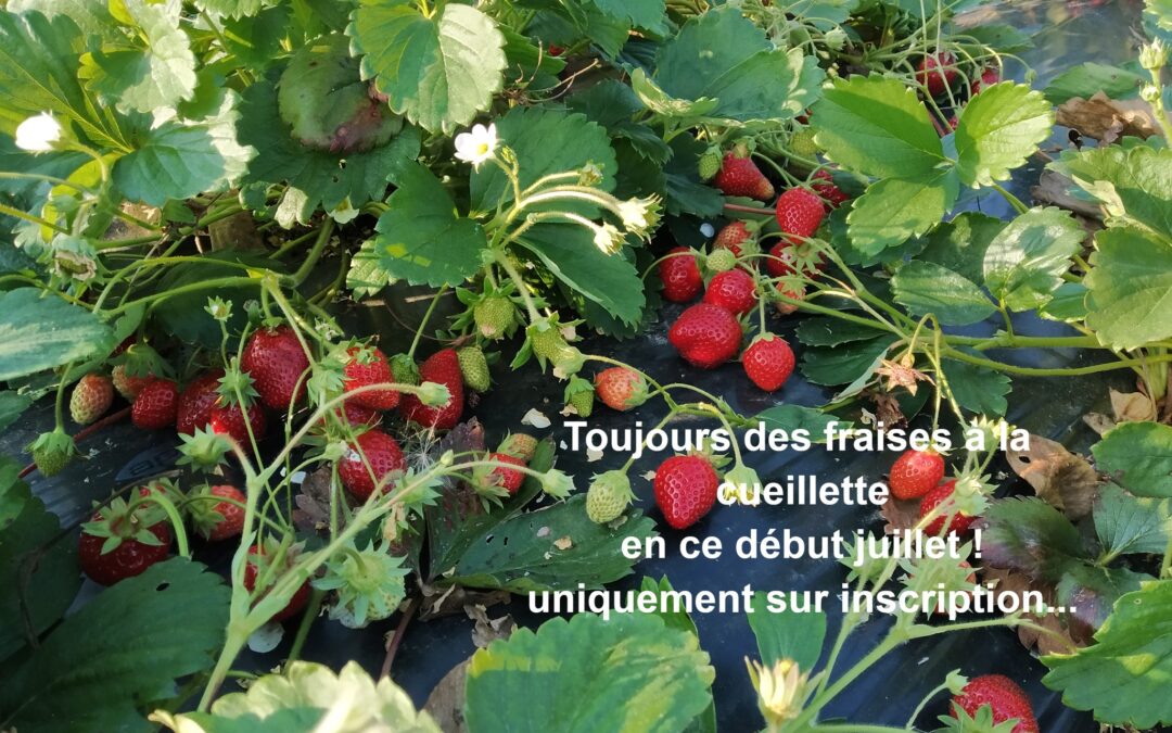 Fraises, Les Jardins de la Marin, La Guyonnière