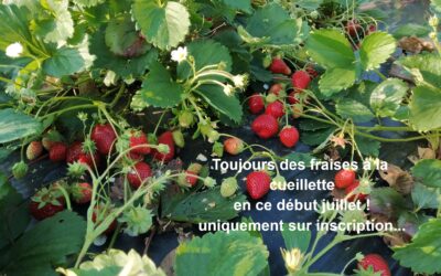 Fraises, Les Jardins de la Marin, La Guyonnière