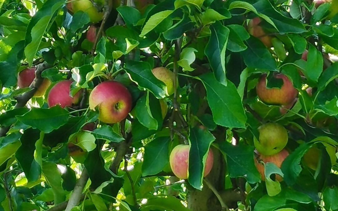 Pommes – Verger d’Apremont