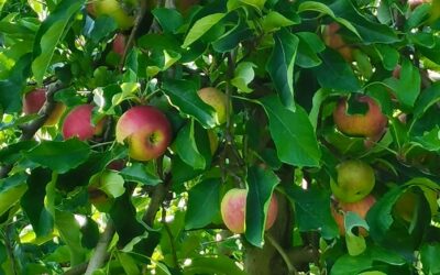 Pommes – Verger d’Apremont