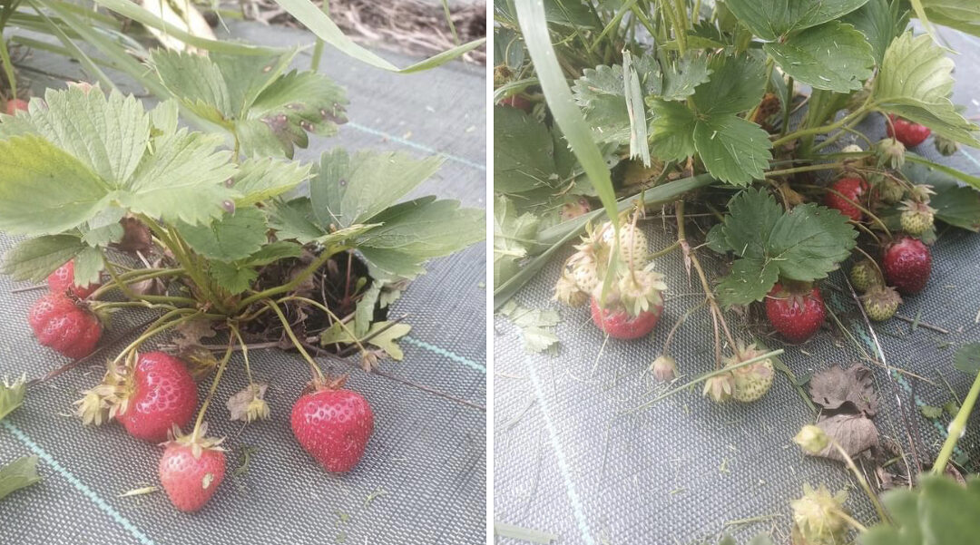 Les Herbiers, fraises, les jardins d’herbauges, jeudi 23