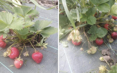 Les Herbiers, fraises, les jardins d’herbauges, jeudi 23