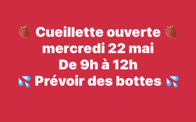 Chauché, Fraises, a la cueillette, 22 Mai