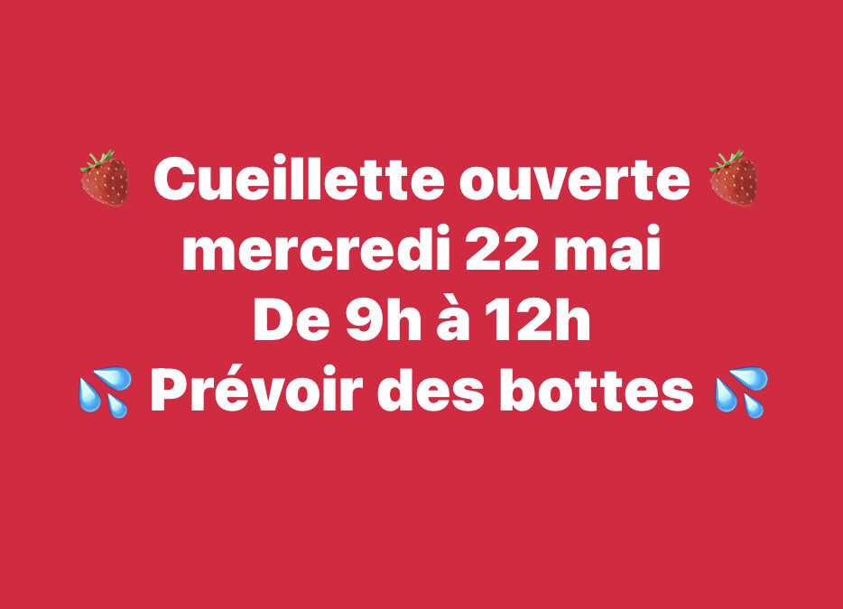 Chauché, Fraises, a la cueillette, 22 Mai