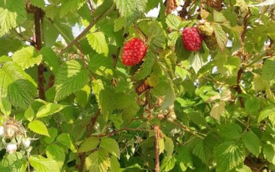 Chauché, framboises, à la cueillette