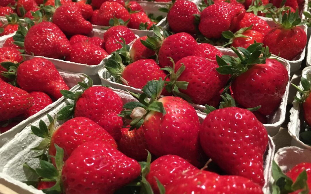 Saint-Hilaire de Talmont, Fraises, Jardin de la Vignerie