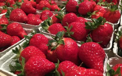 Saint-Hilaire de Talmont, Fraises, Jardin de la Vignerie