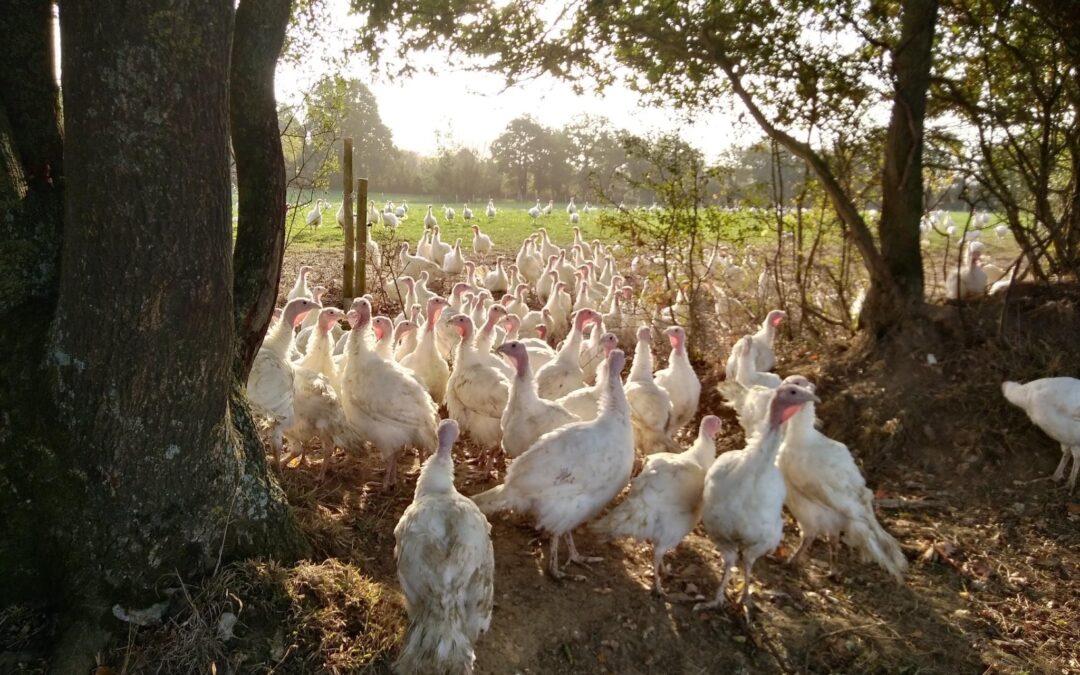 Falleron, poulets, Ferme du petit Moineau, Vendredi 24 Mai