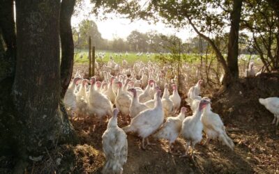 Falleron, poulets, Ferme du petit Moineau, Vendredi 24 Mai