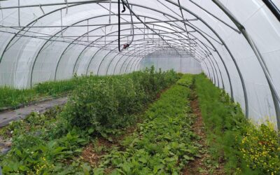 Maché, légumes, le bon Maché, cet aprem et demain