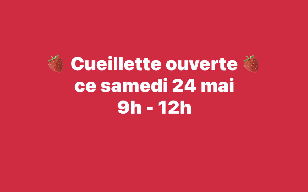 Chauché, Fraises, A la Cueillette. Ce matin
