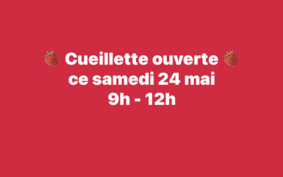 Chauché, Fraises, A la Cueillette. Ce matin