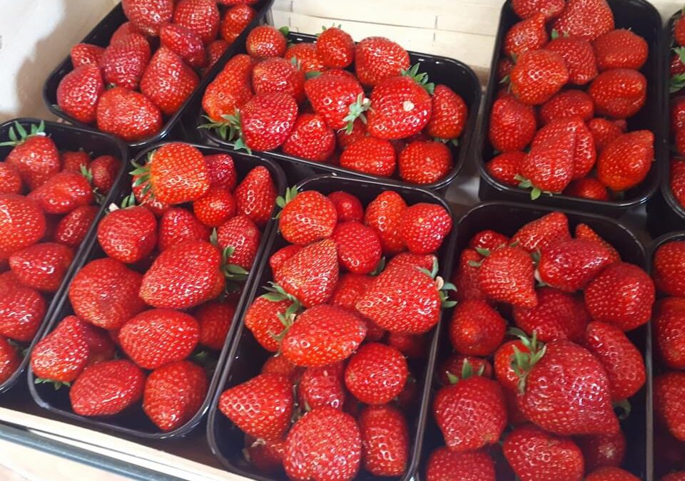 Marché du Poiré sur Vie, promo fraise, la Goichoniere, ce matin