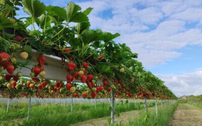 Barbatre, fraises, la paillote du Gois