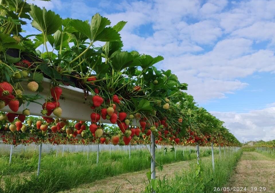 Barbatre, fraises, la paillote du Gois