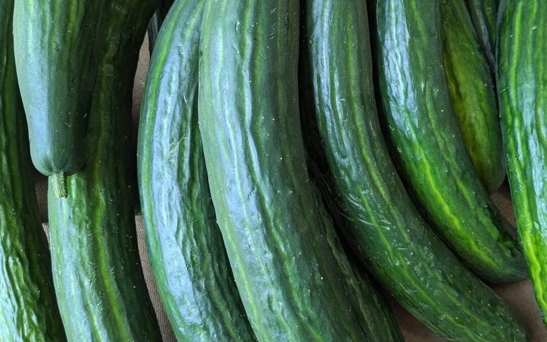 Challans, concombre 🥒, ferme du petit Pierro