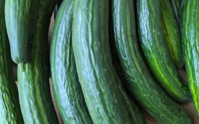Challans, concombre 🥒, ferme du petit Pierro