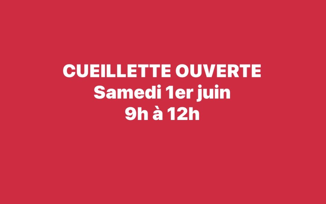 Chauché, Fraises, à la cueillette, samedi 1
