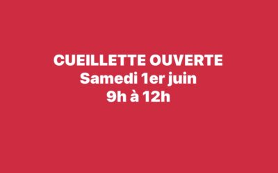 Chauché, Fraises, à la cueillette, samedi 1