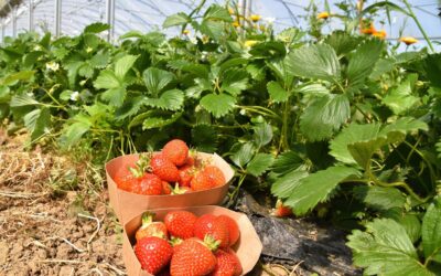 Montaigu, fruits et légumes, jardins de la Genette, Mercredi 15 Mai