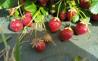 Paux, Fraises, verger les Brin’belles, samedi 11 mai
