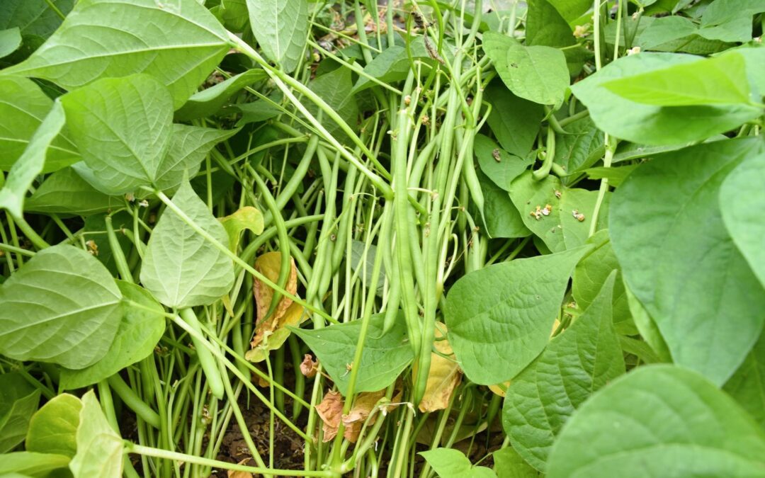 SAINT GEORGES DE MONTAIGU, cueillette Haricots, les Jardins de la Genette