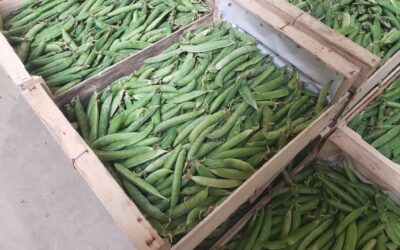 Challans, ferme du petit Pierro, legume, samedi 8